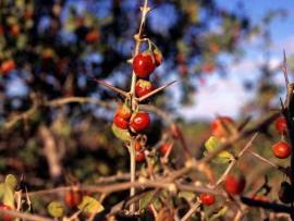 African Box Thorn